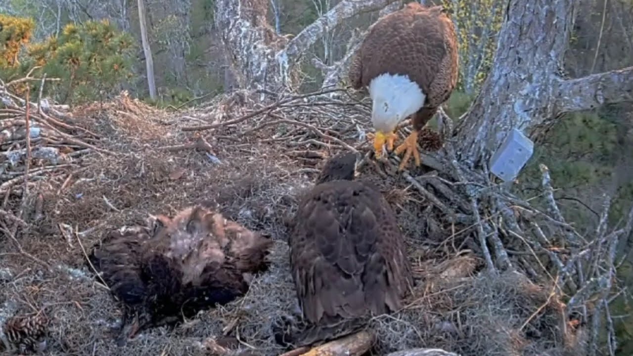 Andria II feeds bits from a bone to E3-O3 | Kisatchie National Forest | Mar 22, 2025