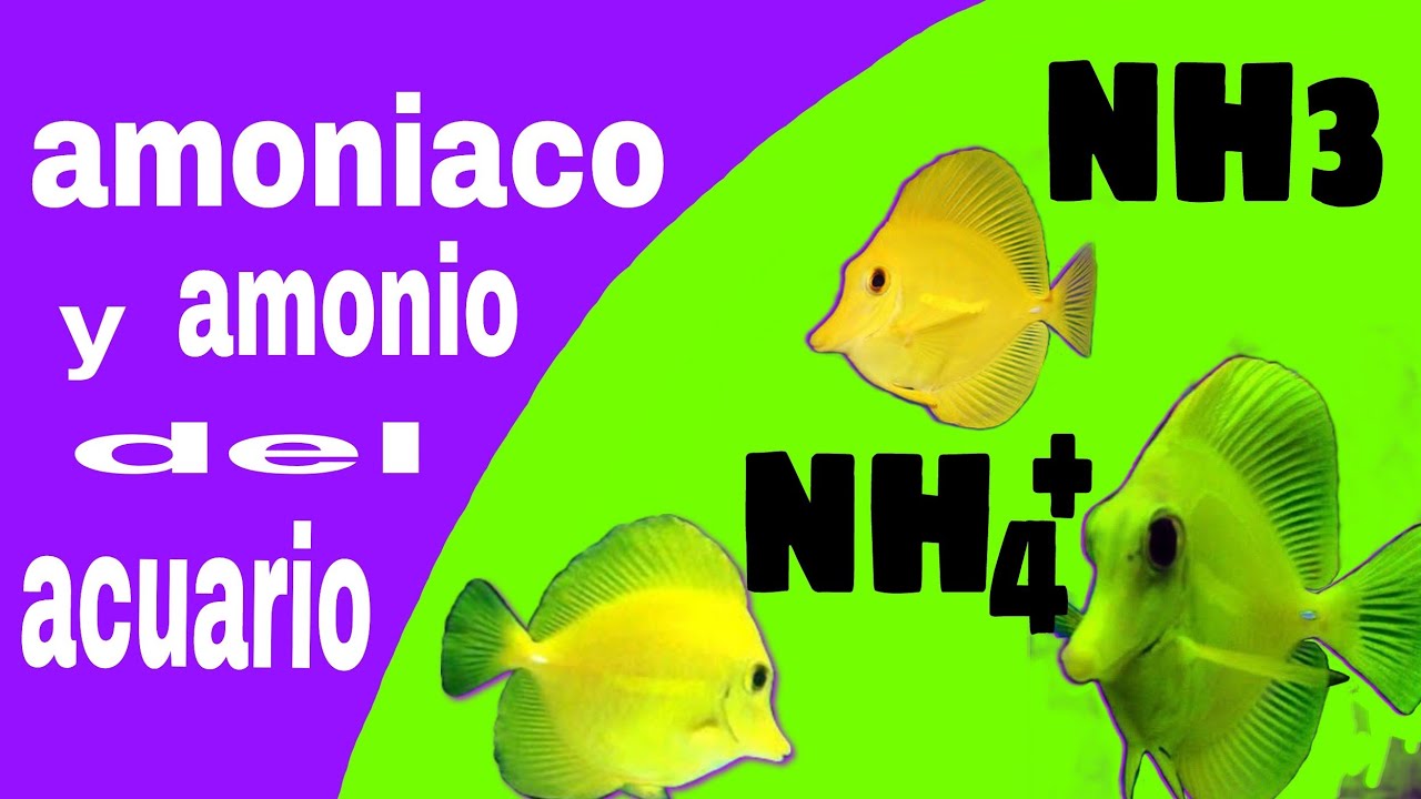 Amoniaco y Amonio veneno silencioso del acuario marino