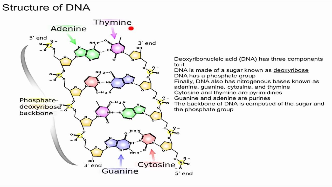 Structure of DNA
