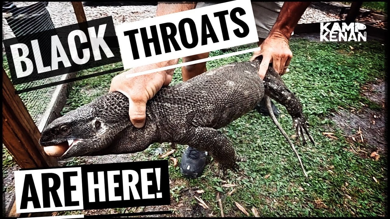 New Giant Monitor Lizards Move into the Kamp!