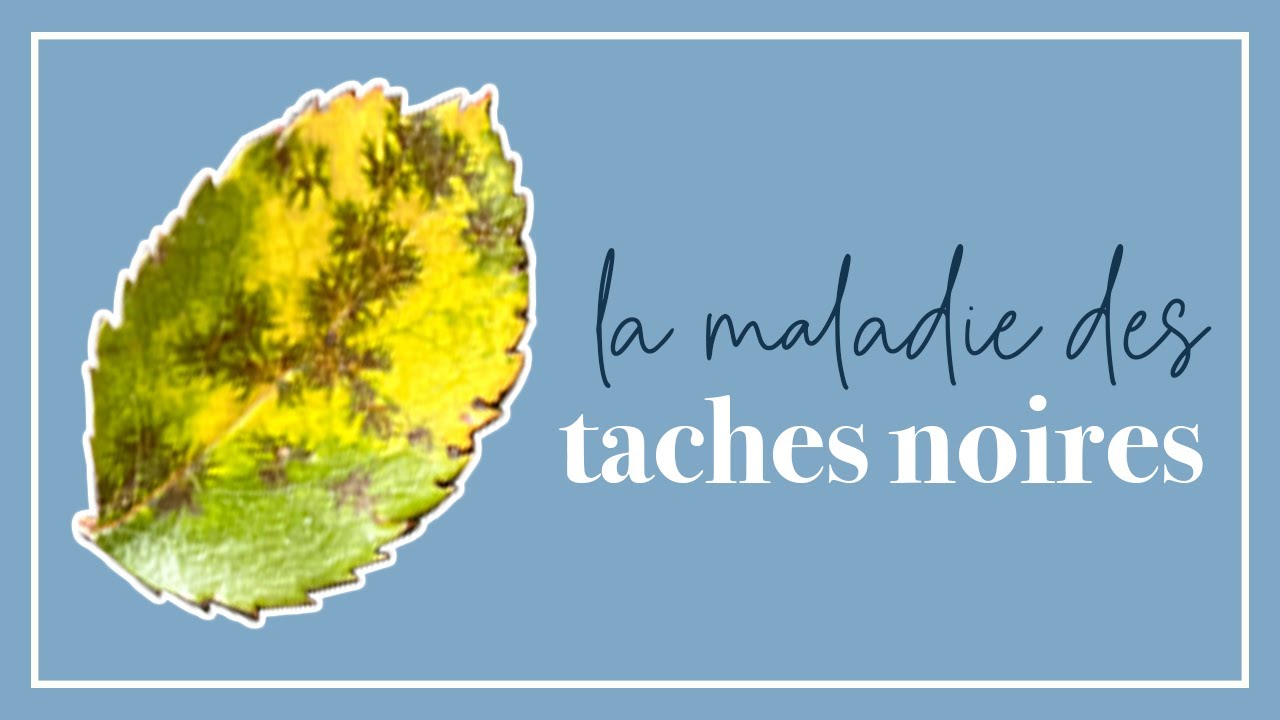 😱 mon ROSIER a des taches noires sur ses feuilles! Que faire?