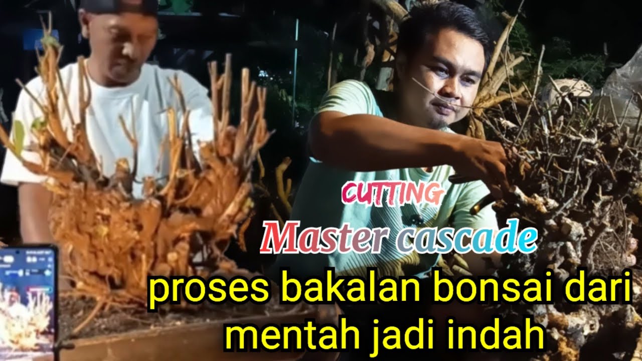 Proses bakalan bonsai sebelum grosir obral besar dari mentah jadi indah 