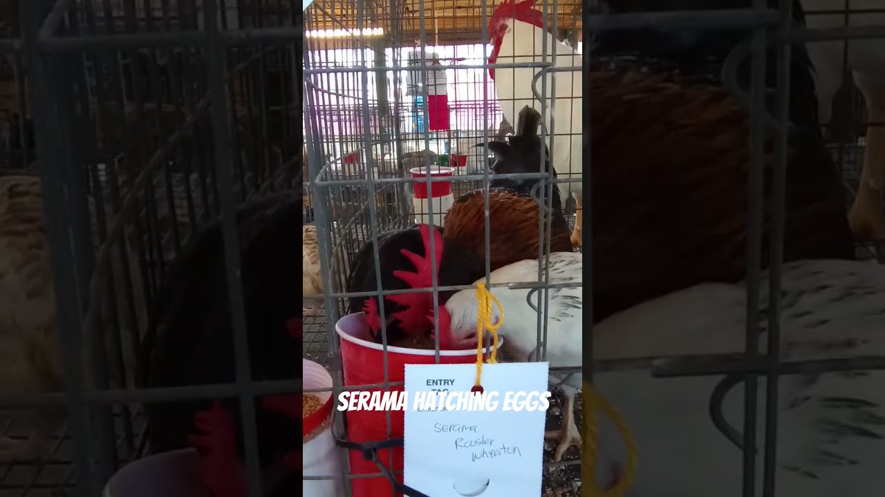 Serama Hatching Eggs