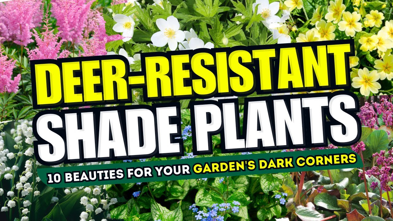🚫🦌 10 Deer-Resistant Beauties Perfect for Your Garden's Dark Corners! SHADY SPOTS, SAFE PLANTS! 🌳✨