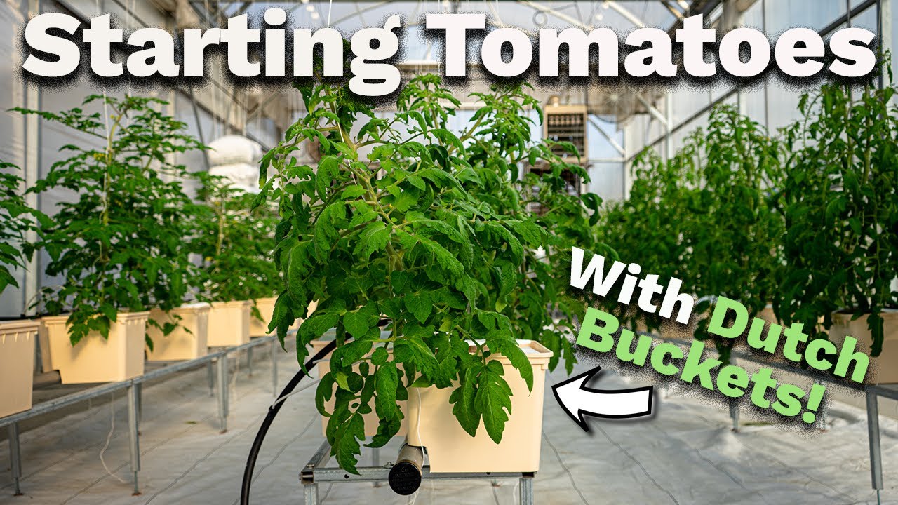 5 MUST-KNOW tips for GROWING TOMATOES in dutch bucket hydroponics (In 2 minutes)!