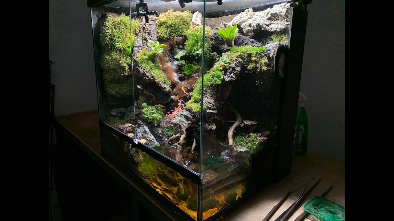 A Small biotope recreate with isopod, shrimp and tropical Frog in Paludarium 60x45x60