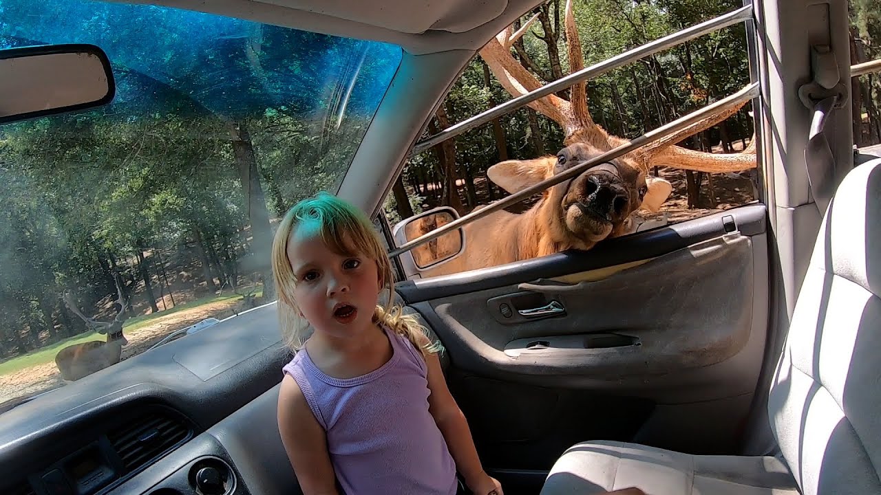 Wild Animal Safari Drive Through ZOO!!!!!!!