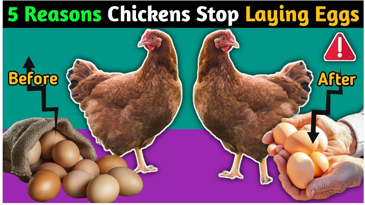 5 Reasons Why Chickens Stop Laying Eggs😧| Hens Not Laying Eggs | Egg laying Hens