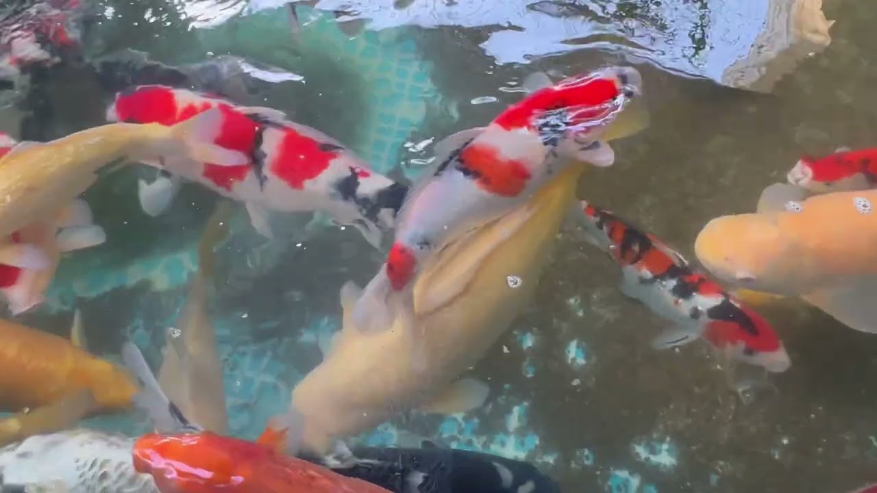 そろそろ餌切りな錦鯉を眺める動画