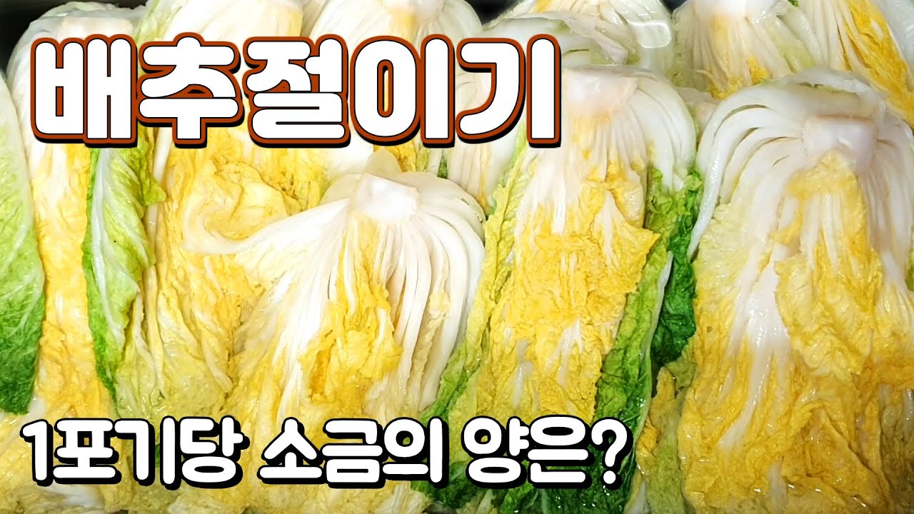 배추절이는법 김장 배추 절이기 1포기당 소금 양은? 절이는 시간