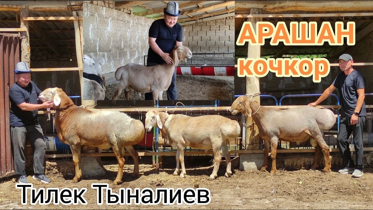 ТИЛЕК АБАНЫН БЫЙЫЛКЫ КОЗУ КОЧКОРЛОРУ||ТУЗДУН БАЛДАРЫ АТАСЫНАН КЕМ КАЛЫШПАЙТ ЭКЕН