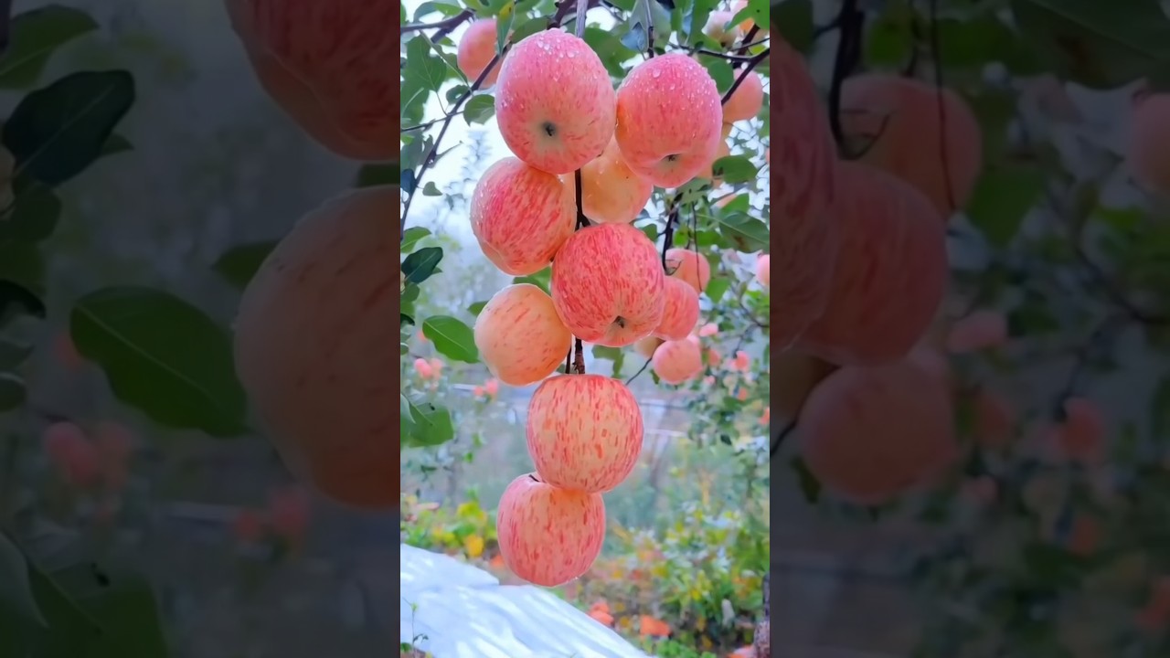 Amazing Farming Natural Fruit #farming #usafarming #graftingskill