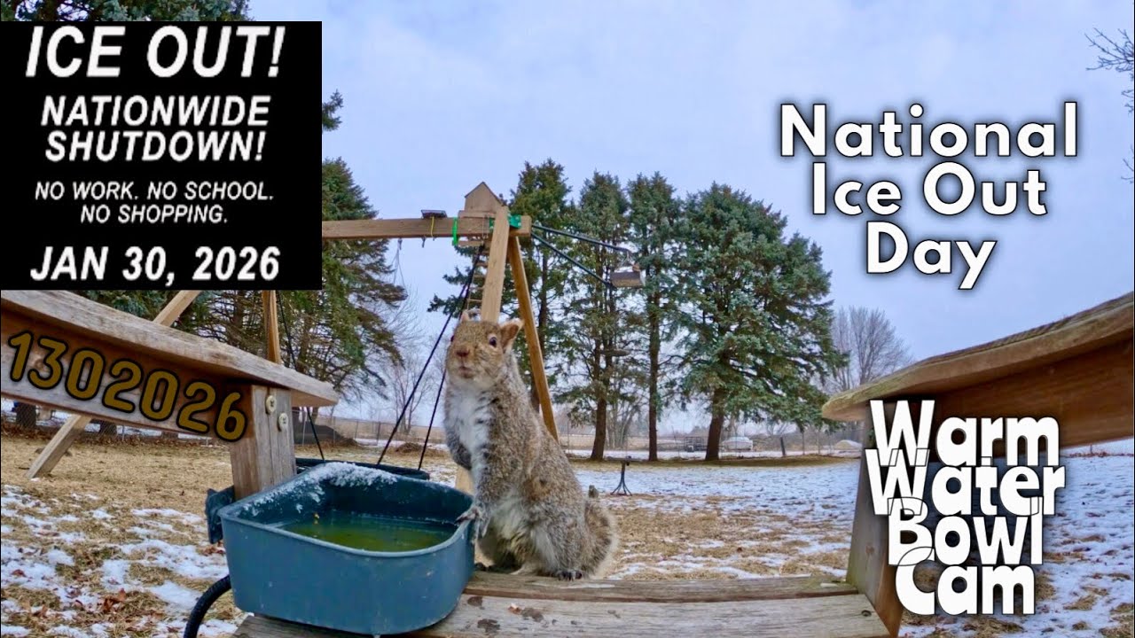 Warm Water Bowl Ice Out Day #squirrels #bluejays #birds #wildlife #wildlifefeeding #gopro 