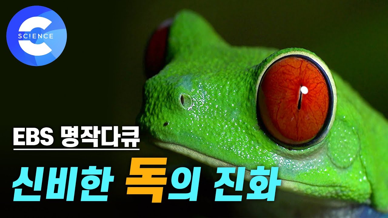 뱀을 무서워하지 않는 개구리