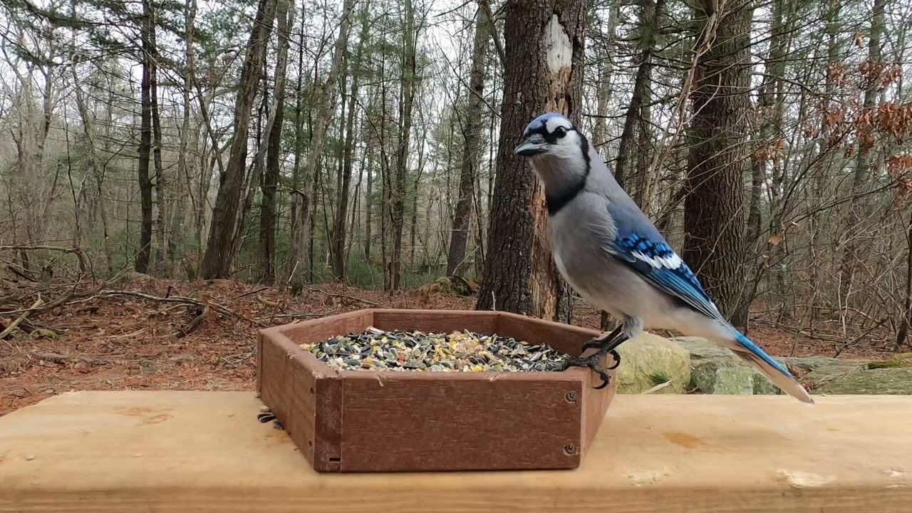 Northern Cardinal, Blue Jay, Tufted Titmouse