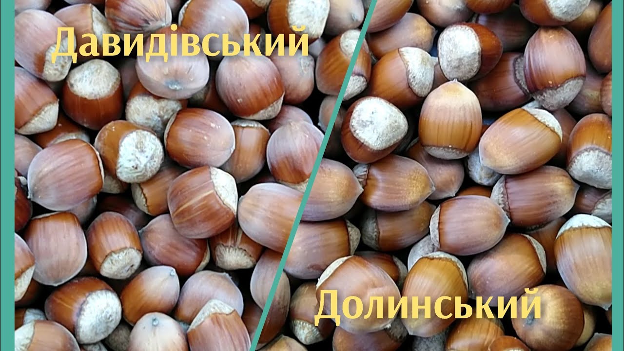 Фундук Долинський, Корончатий, Давидівський, Находка, Подарок юнатам. Збір врожаю на 5-7 рік.