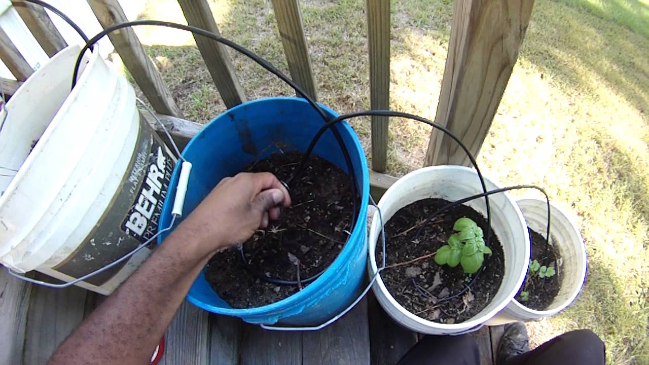 How to plant elephant garlic from corms