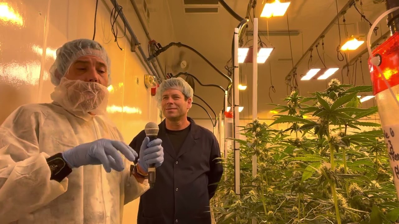 Kevin Of UPRYZE Cannabis Talks Quality Assurance & Team Work To Producing World Record Setting Weed
