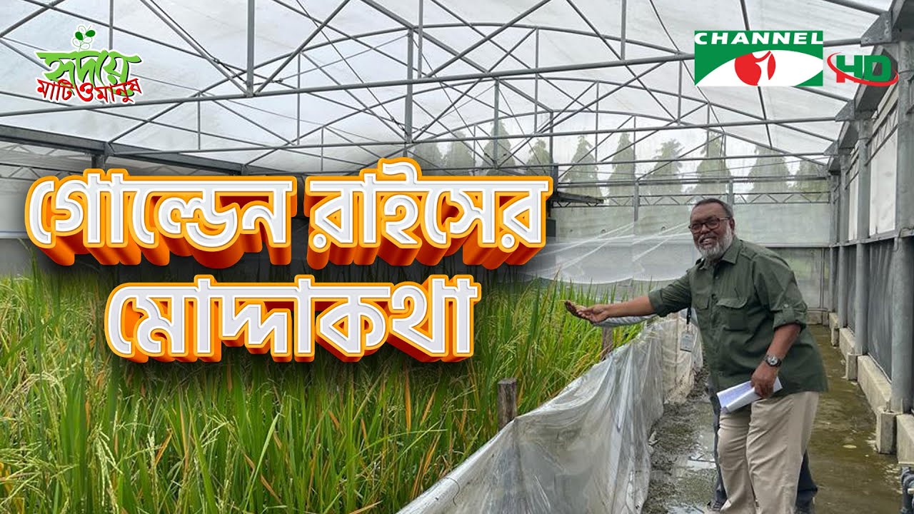 গোল্ডেন রাইসের মোদ্দাকথা | Golden Rice | Shykh Seraj | Channel i |