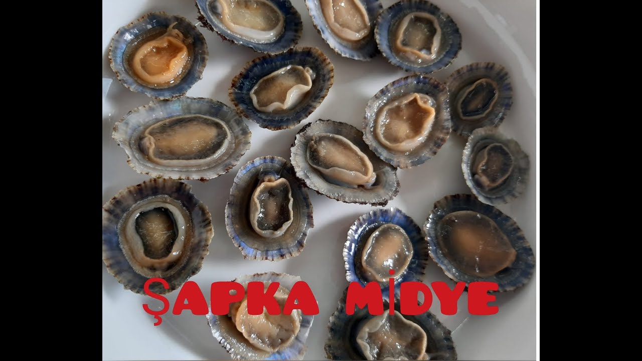 ŞAPKA MİDYE topladık , pişirdik , yedik !!! #Gökçeada #şapka midye #midye pişirme