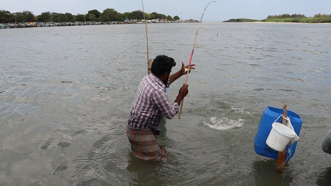 Grouper People catching lot of Mullet fish back to back in back water river