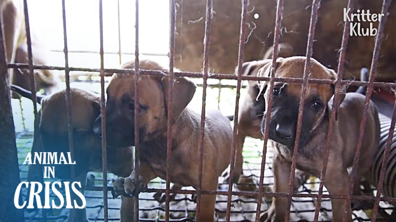 Dogs Being Grown To Be Eaten Means.. (Part 2) | Animal in Crisis EP211