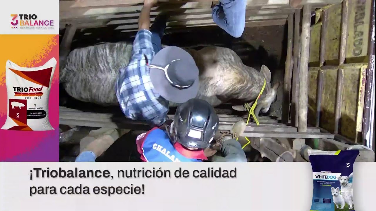 Desde Filadelfia, disfrutamos de la fiesta taurina con lo mejor de las Montaderas