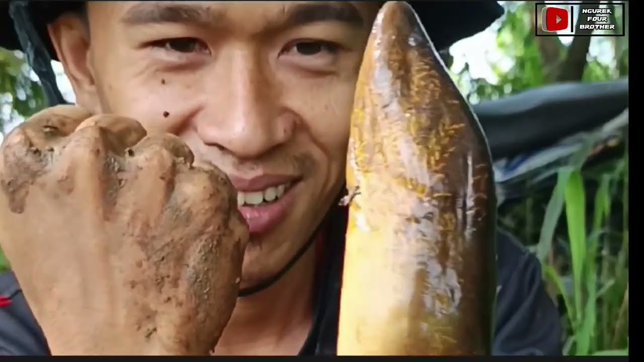 Rekor Terbaru Belut Terbesar Selama saya Mancing Belut