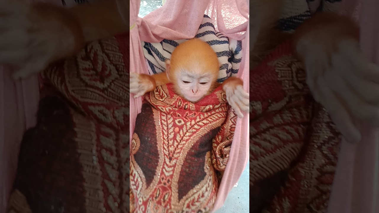 Teknik menidurkan anak lutung. Dengan tembang sunda