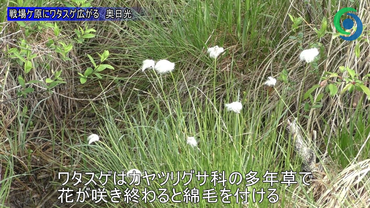 戦場ケ原にワタスゲ広がる 奥日光
