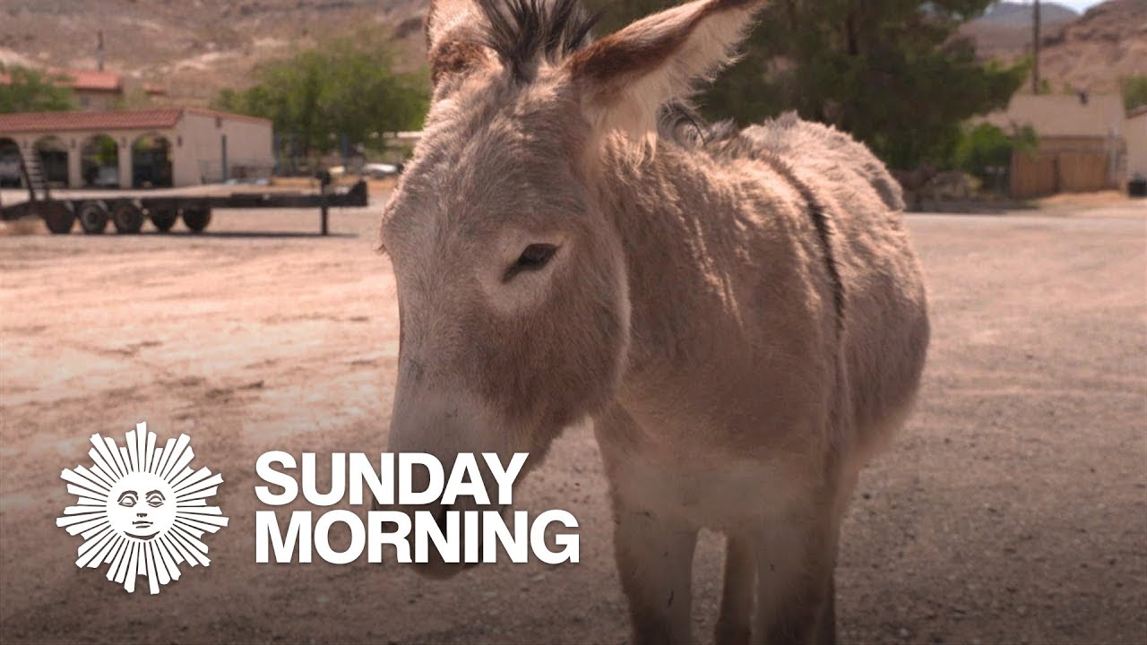 Giving wild donkeys a new life