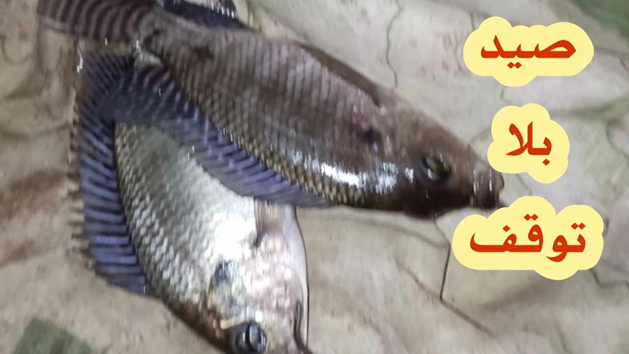 شغل التقيل وصل وهجوم الاسماك على الغماز اخر الليل مفاجأة وحصيلة الصيد كتيره