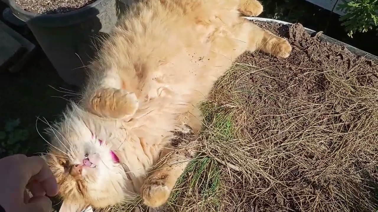 Un Día Completo con Gatos Cariñosos. 🥰😺
