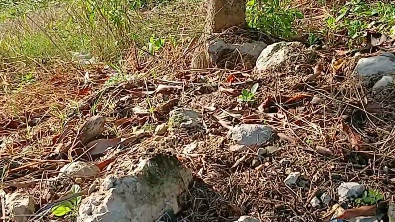 Found some dried coconuts at our little farm and did some 🐦 🐦‍⬛ 🦜 🦚 watching.  Beautiful place.