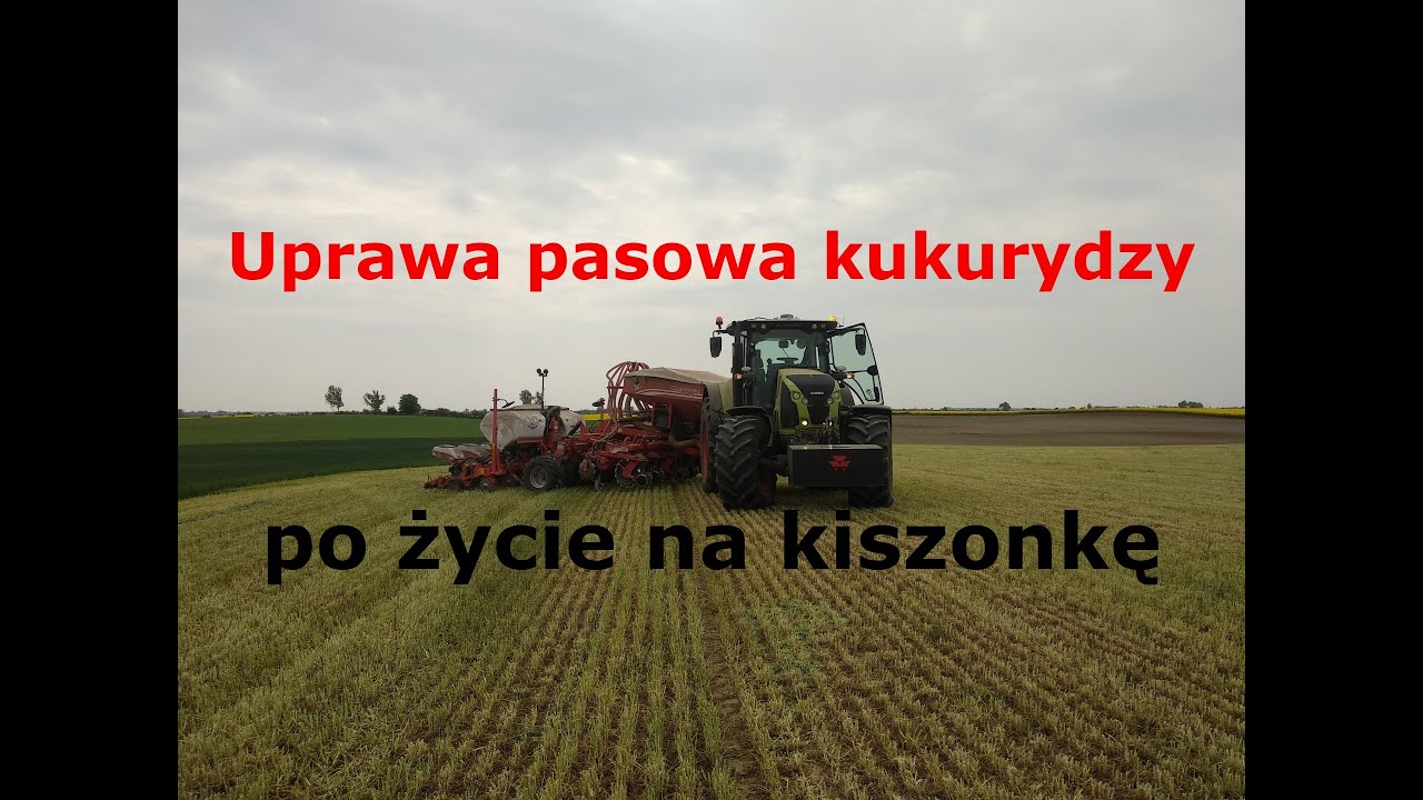 Uprawa pasowa kukurydzy po życie na kiszonkę