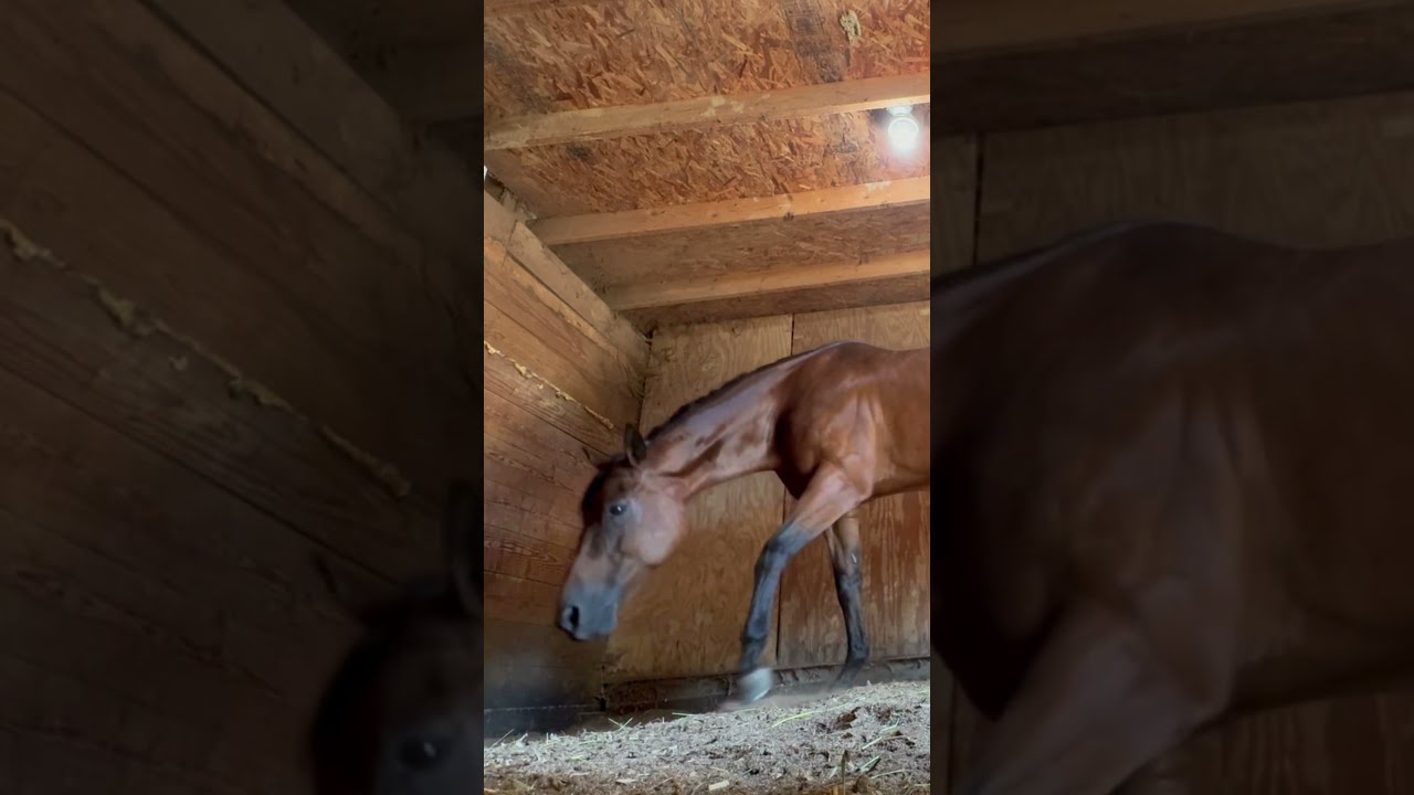Male horse 🐎 peeing