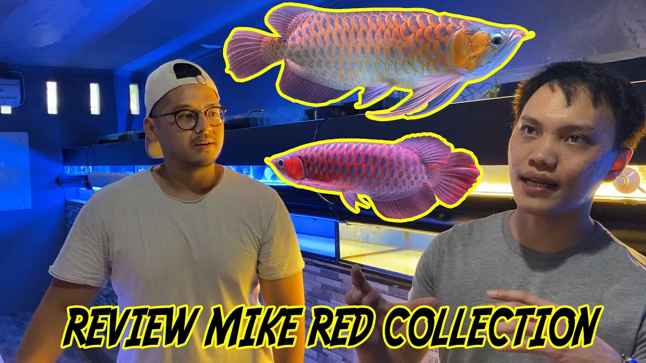 REVIEW MIKE RED COLLECTION ARWANA KONTES PULUHAN JUTA RUPIAH ADA DISINI