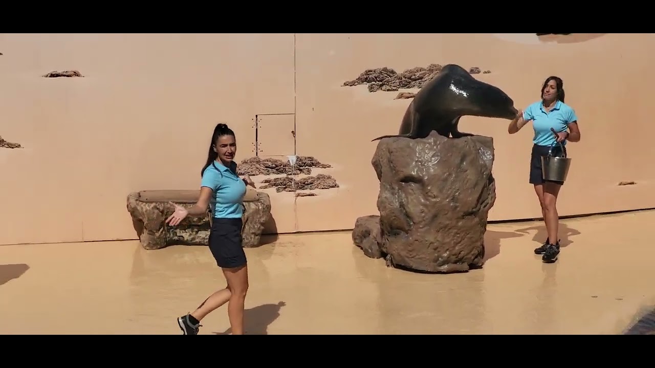 mundomar sea lion show 26th September 2024 benidorm