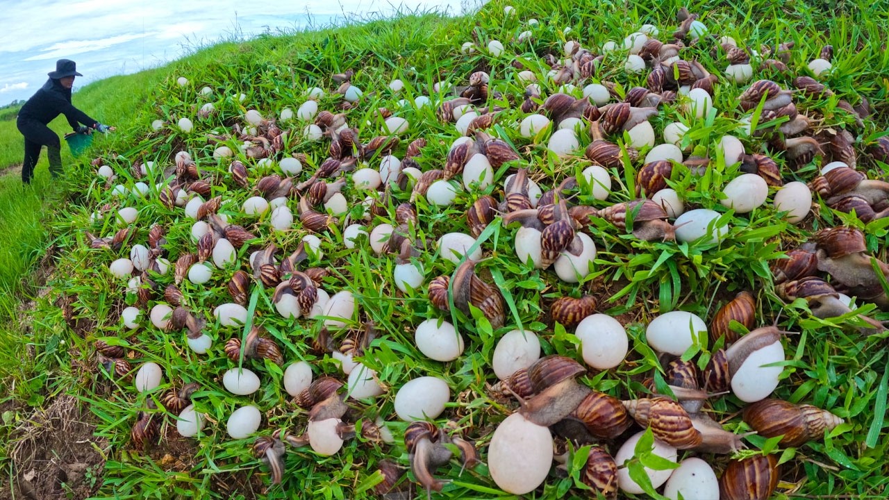 Unbelievable Discovery: Harvesting Thousands of Giant Snails in the Grass!
