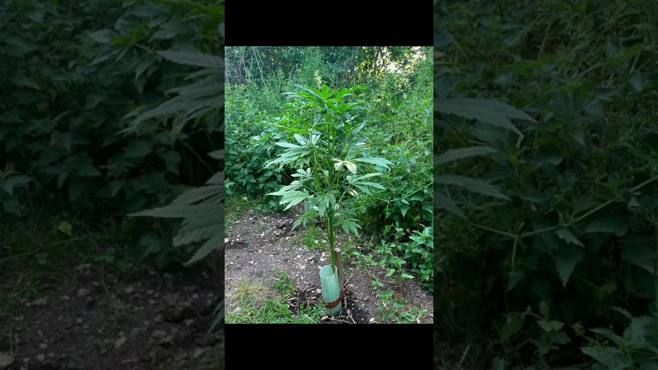 Guerrilla Grow UK 2022 12 week update