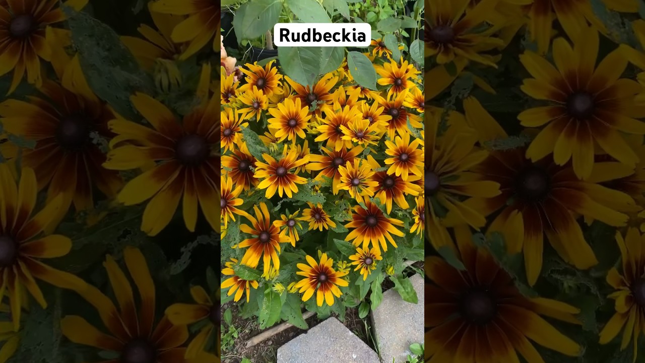 Gloriosa Daisy Rudbeckia #shorts #garden