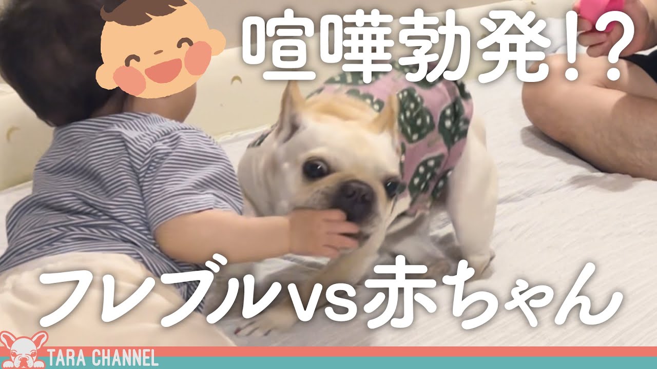 遂にわんこと赤ちゃんの喧嘩勃発！？【フレンチブルドッグ】