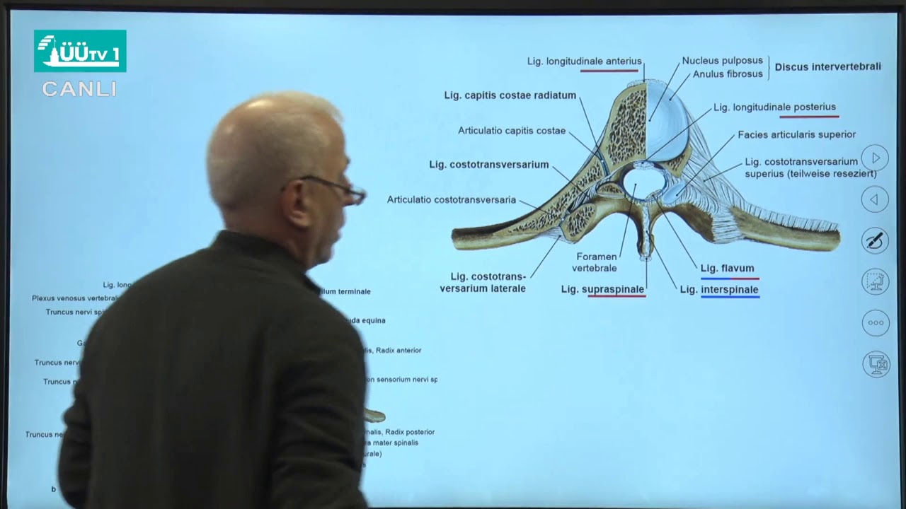TIP Fakültesi Uzaktan Eğitim Dersleri - Anatomi  - Thorax, Columna, Vertebralis; Bağlar - 2