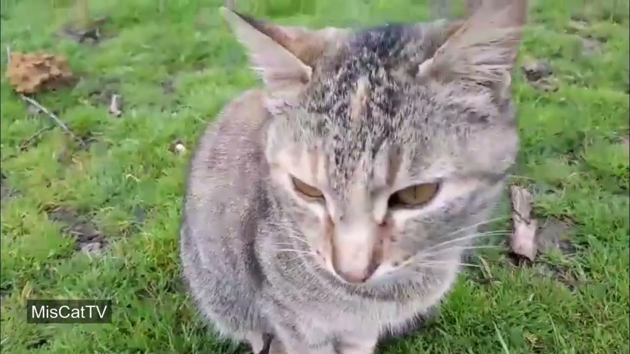 village animal videos 1