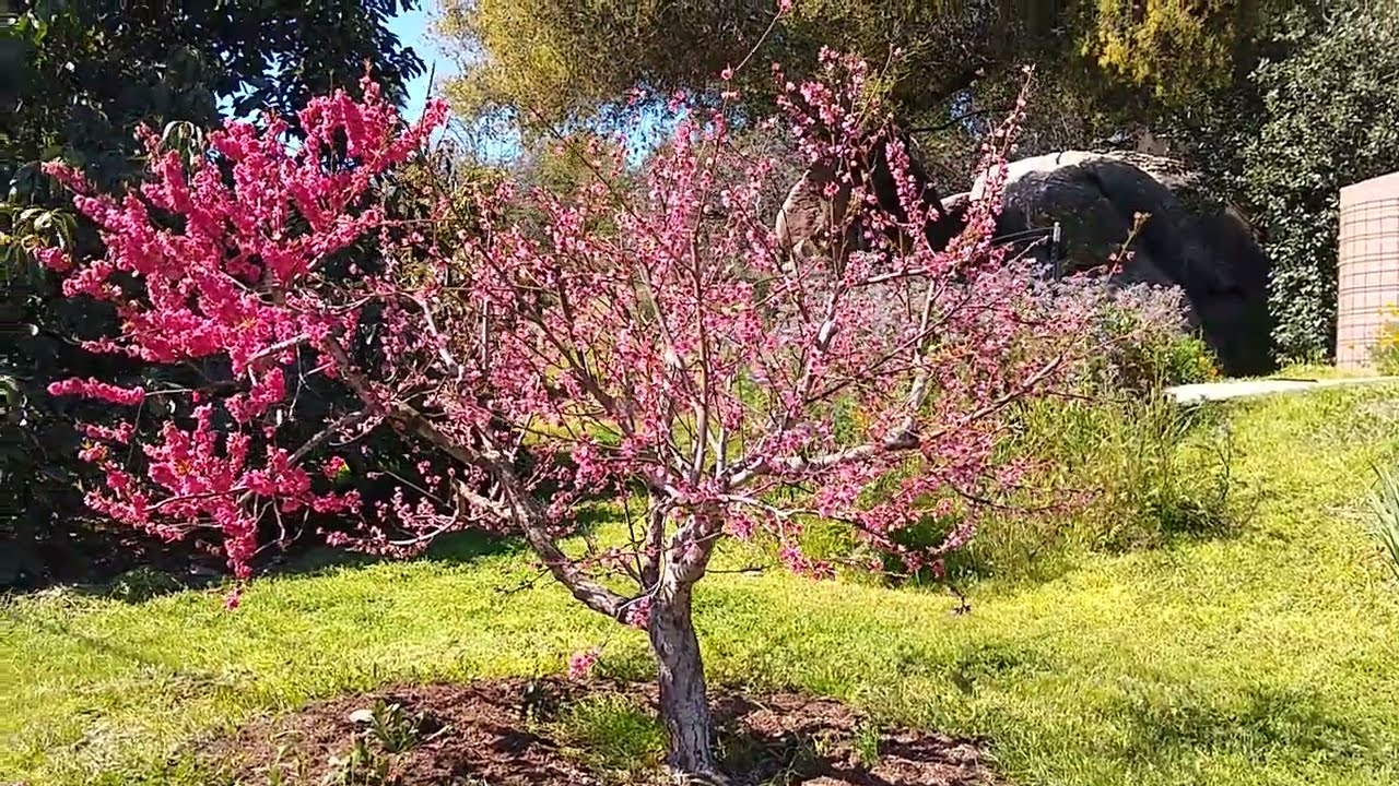 Growing multi-graft fruit trees