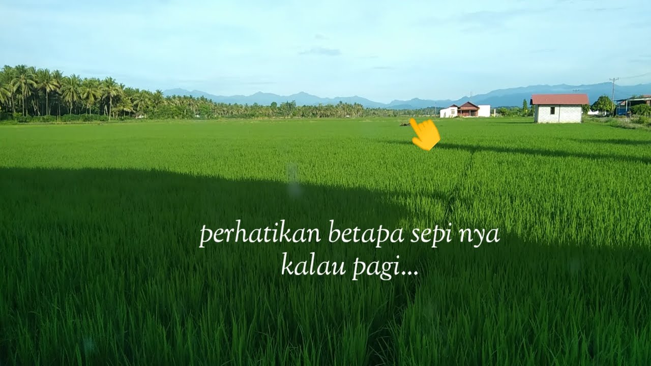 KAMIS ‼️Suasana di kampung pagi hari | VILLAGEAMBIENCE