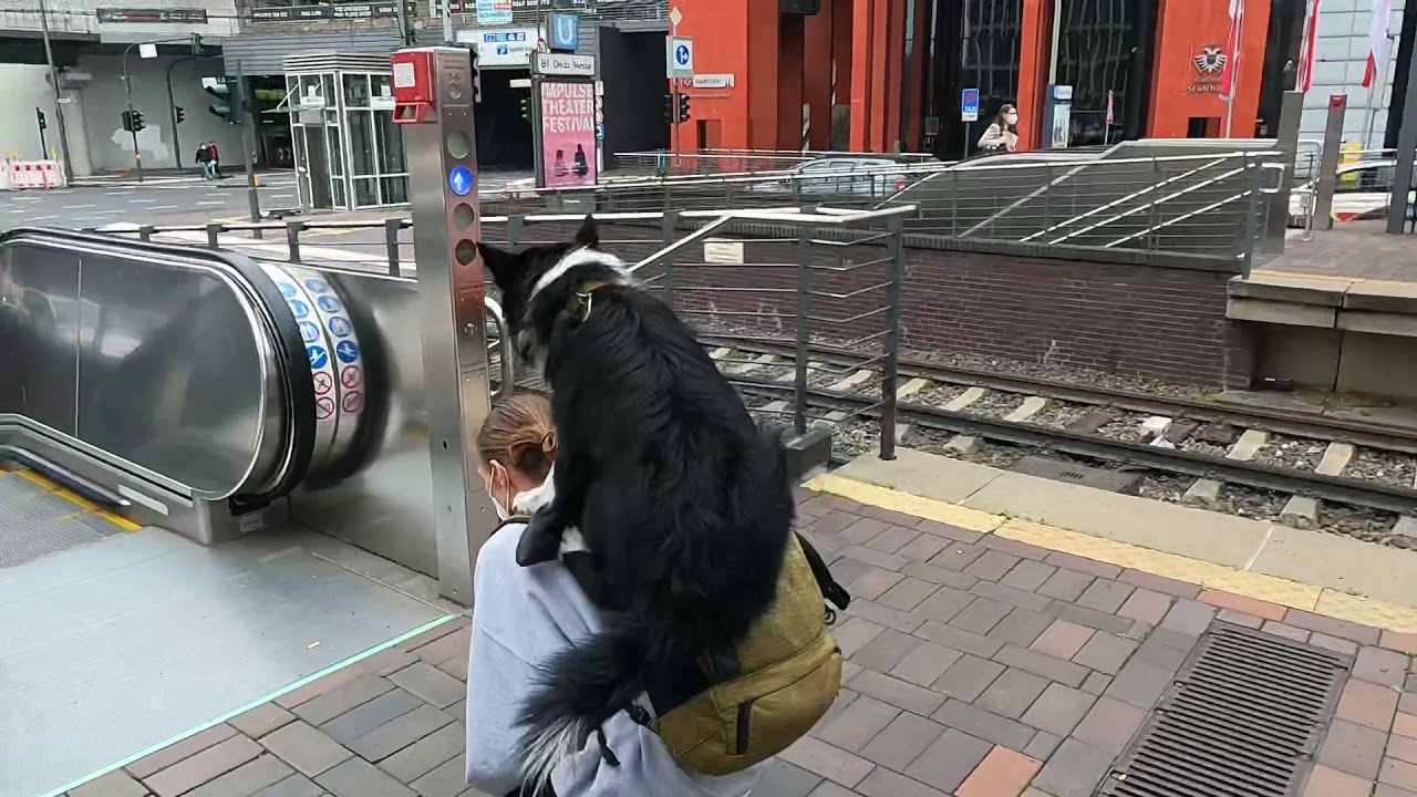Parkour dogs in Cologne. Ninja takes an unwanted bath. 🐶🙈