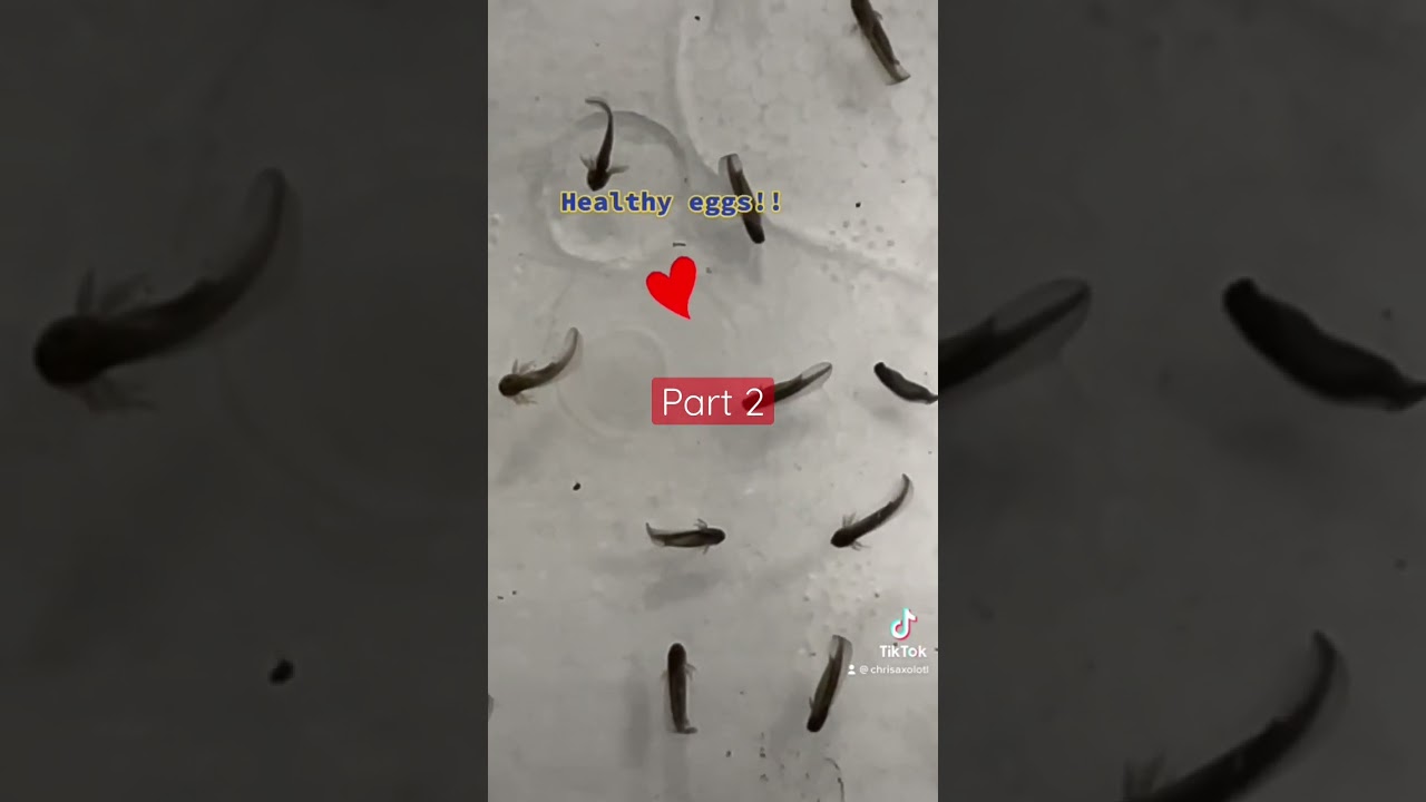 Separating axolotl babies from the eggs! Part 2 #breeding #breedingaxolotls #eggs #axolotl