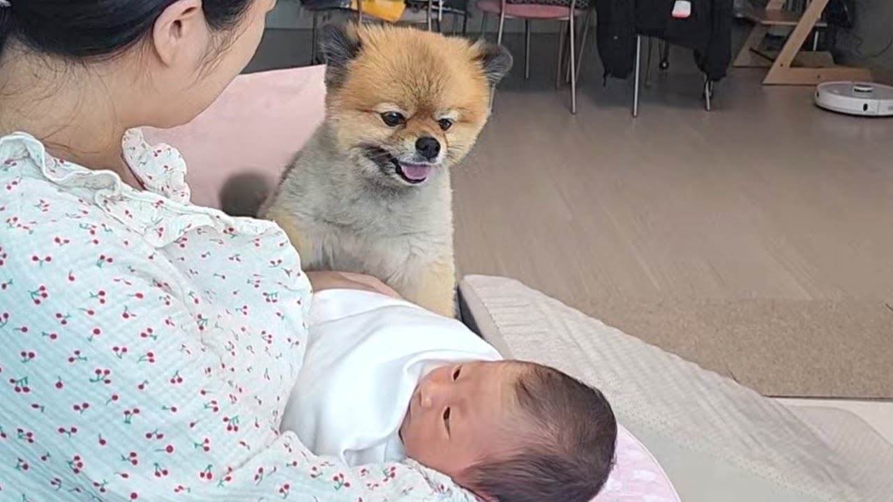 기다리던 아기와 처음 만난 강아지 | 집에서 산후조리