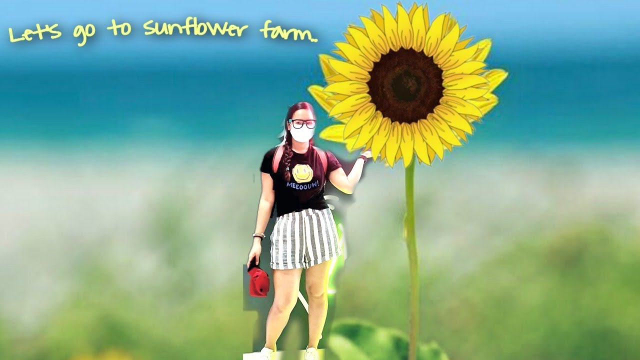 SUNFLOWER FIELD
